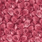 Preview: Jersey Swafing - Rosalie by lycklig design - Rosen
