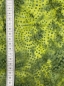 Preview: Baumwolle Patchwork - Batik - Large Circles - Grün