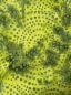 Preview: Baumwolle Patchwork - Batik - Large Circles - Grün
