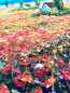 Preview: Jersey Digital - Rapport - Provence