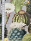 Preview: Canvas - Kakteen - grau