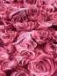 Preview: Jersey Swafing - Rosalie by lycklig design - Rosen