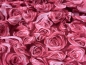 Preview: Jersey Swafing - Rosalie by lycklig design - Rosen