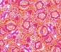 Preview: Tula Pink Patchwork Stoff Baumwolle - Tiny Beasts - Out Foxed Glimmer