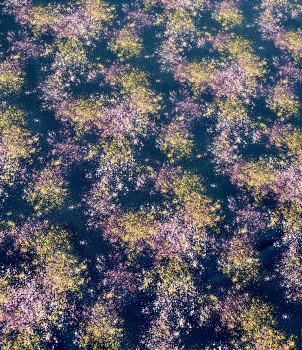 Baumwolle Swafing - Sprenkel - Altrosa