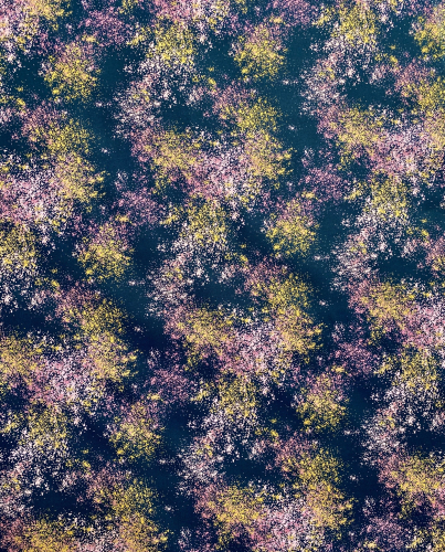 Preview: Baumwolle Swafing - Sprenkel - Altrosa