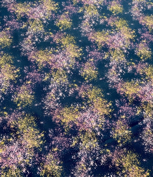 Baumwolle Swafing - Sprenkel - Altrosa